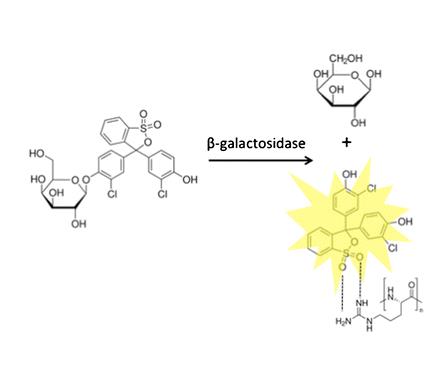 PhosphoWorks? Fluorimetric Pyrophosphate Assay Kit *Enhanced Selectivity*