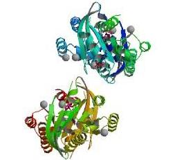 Human IFN-omega ELISA